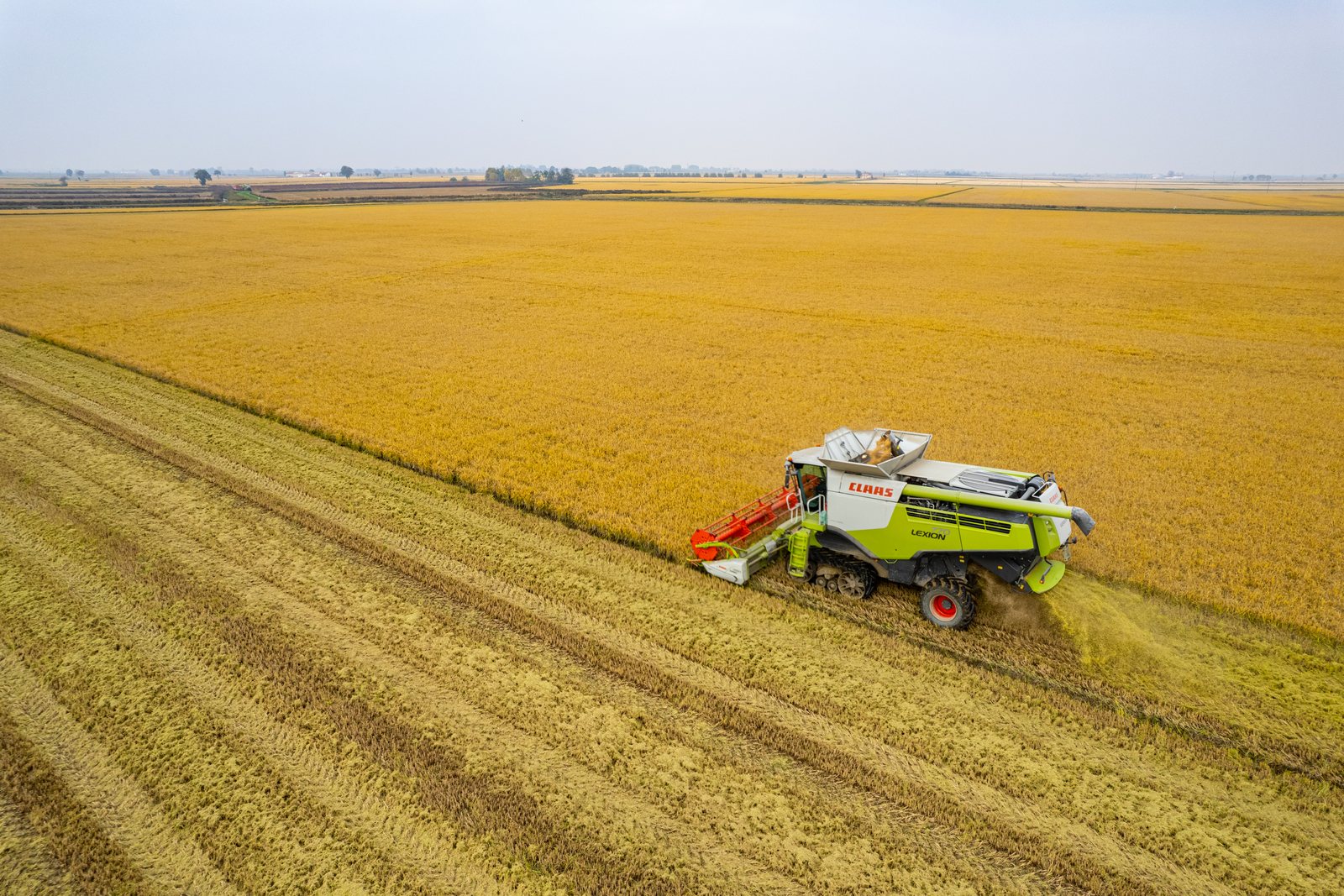 Mietitrebbia al lavoro in una risaia, vista dal drone