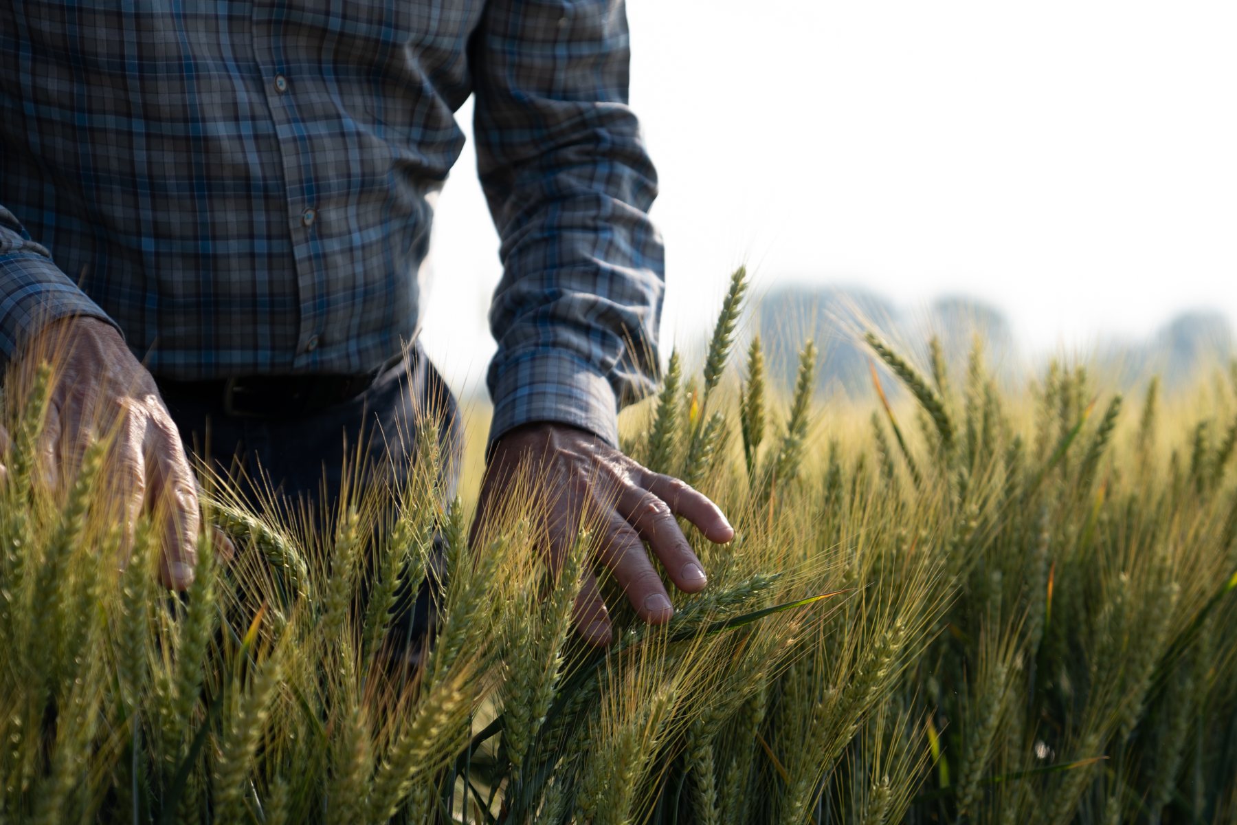 Un agricoltore controlla le spighe in campo