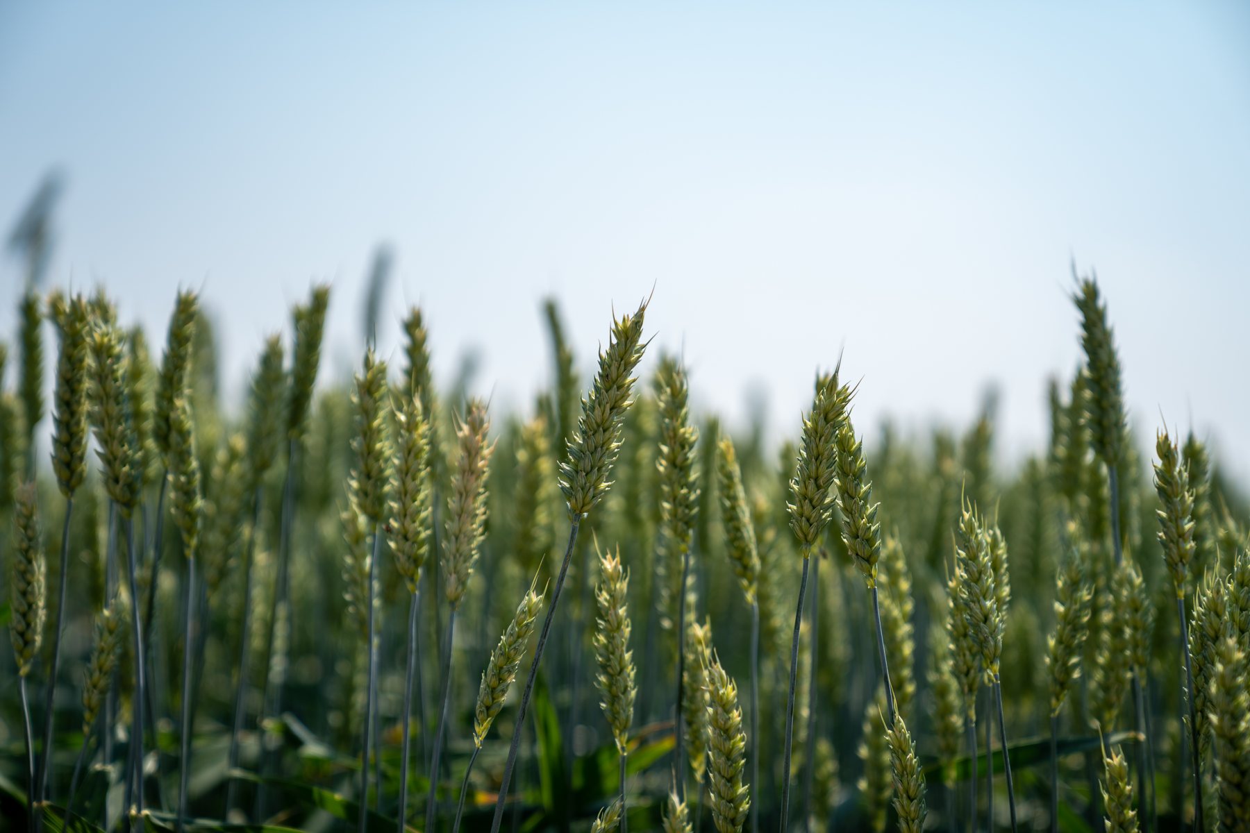Campo di frumento verde contro il cielo