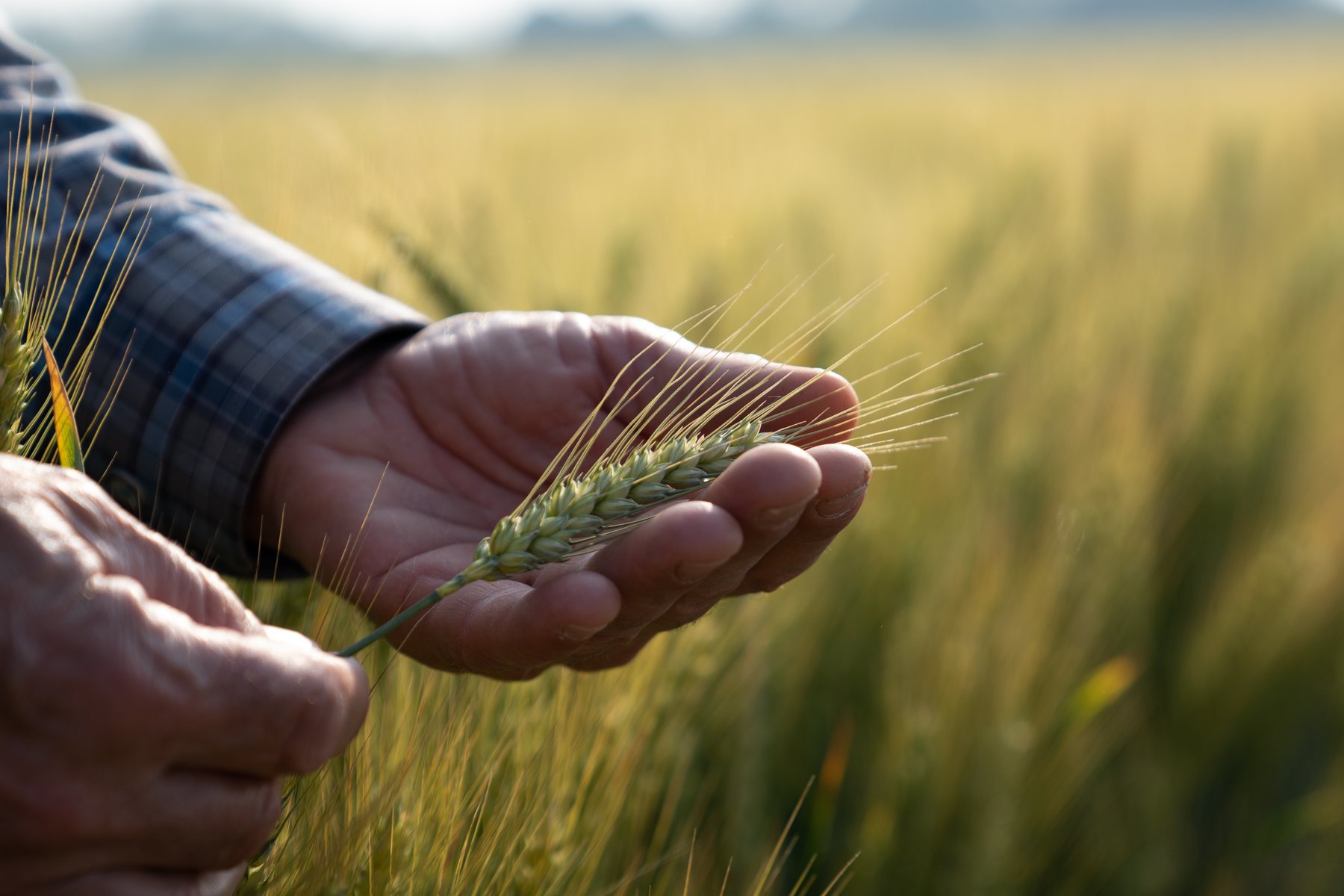 Le mani di un agricoltore tengono una spiga di frumento