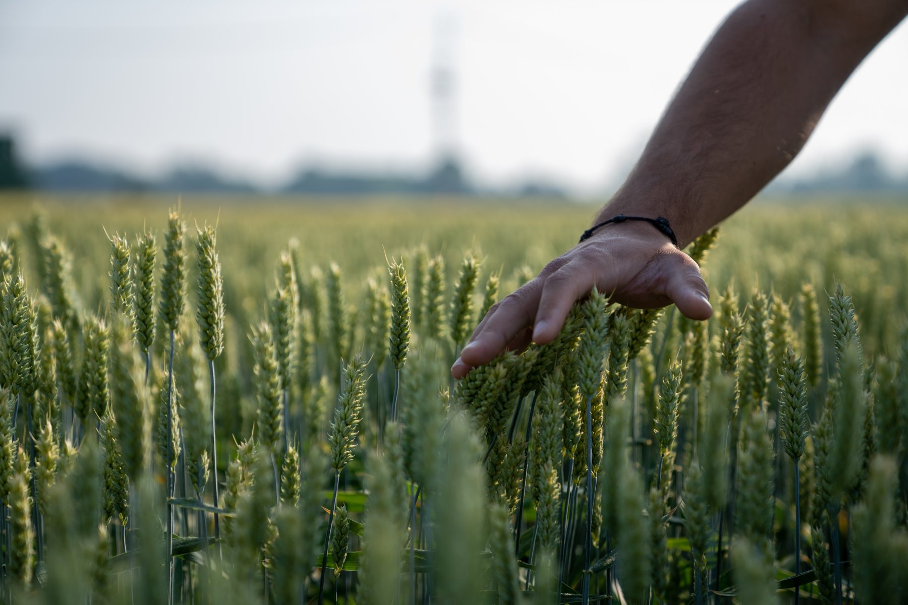 Una mano sfiora il frumento verde