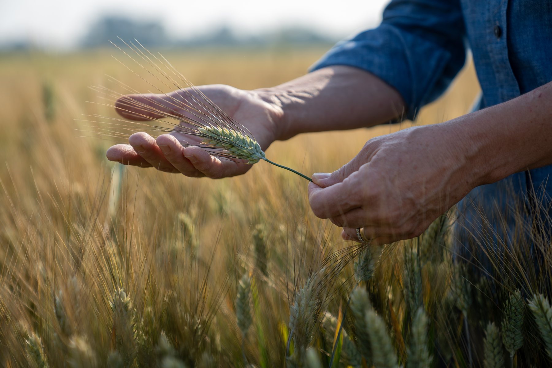 Un agricoltore osserva una spiga di frumento