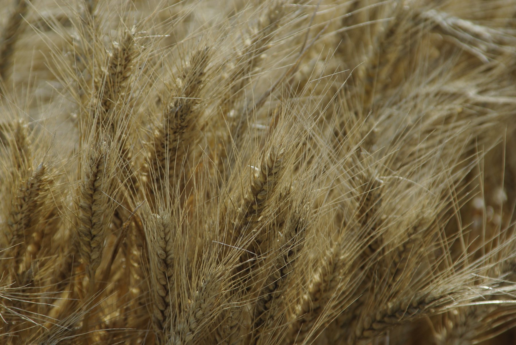 Dettaglio di spighe mature